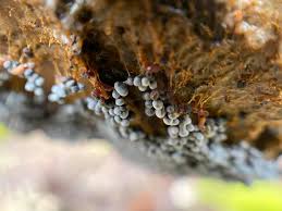 Attēlu rezultāti vaicājumam “Badhamia lilacina young”