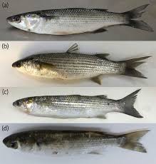 Image result for Chelon labrosus