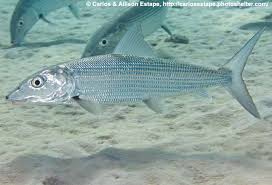 Image result for Albula vulpes