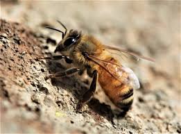 Attēlu rezultāti vaicājumam “Apis mellifera”