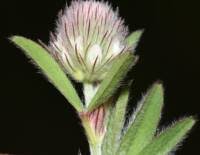 Attēlu rezultāti vaicājumam “Trifolium arvense fruit”