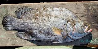 Image result for Lobotes surinamensis