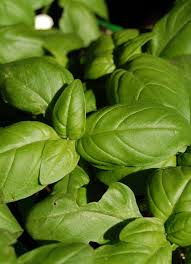 Image result for Ocimum basilicum