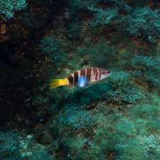 Image result for Serranus scriba