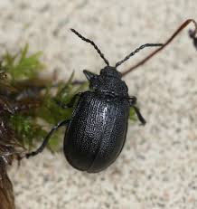 Attēlu rezultāti vaicājumam “Galeruca tanaceti”