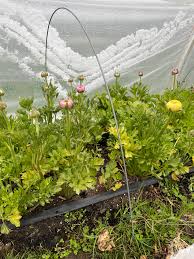 Attēlu rezultāti vaicājumam “Ranunculus lanuginosus leaf”
