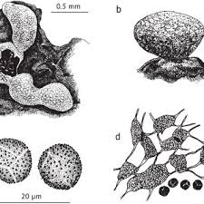 Attēlu rezultāti vaicājumam “Physarum daamsii sessile”