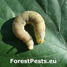 Attēlu rezultāti vaicājumam “Laothoe populi imago”