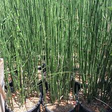 Attēlu rezultāti vaicājumam “Equisetum hyemale”