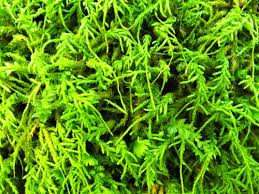 Attēlu rezultāti vaicājumam “Anomodon attenuatus sporophyte”