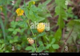 Attēlu rezultāti vaicājumam “Trifolium aureum leaf”