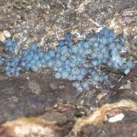 Attēlu rezultāti vaicājumam “Badhamia capsulifera”