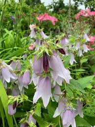 Attēlu rezultāti vaicājumam “Campanula latifolia fruit”