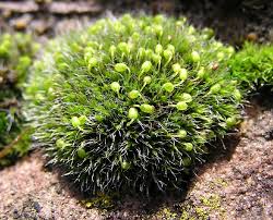 Attēlu rezultāti vaicājumam “Grimmia muehlenbeckii”