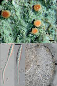 Attēlu rezultāti vaicājumam “Fellhanera subtilis”