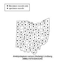 Attēlu rezultāti vaicājumam “Hygroamblystegium varium sporophyte”
