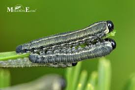 Attēlu rezultāti vaicājumam “Neodiprion sertifer larva”