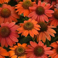 Image result for Echinacea Lustre hybrids