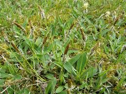 Attēlu rezultāti vaicājumam “Carex ericetorum”