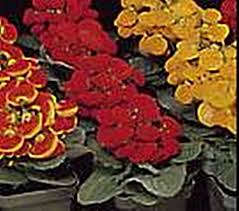 Image result for Calceolaria