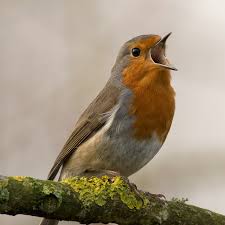Attēlu rezultāti vaicājumam “Erithacus rubecula adult”