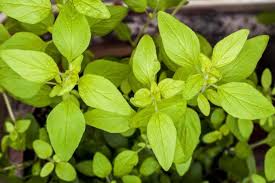 Image result for Origanum vulgare