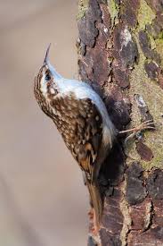 Attēlu rezultāti vaicājumam “Certhia familiaris adult”