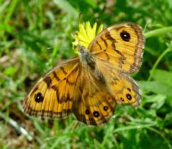 Attēlu rezultāti vaicājumam “Lasiommata megera female”