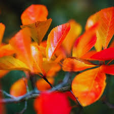 Attēlu rezultāti vaicājumam “Crataegus persimilis”