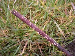 Attēlu rezultāti vaicājumam “Nectria cinnabarina”