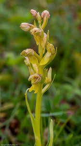 Attēlu rezultāti vaicājumam “Coeloglossum viride”
