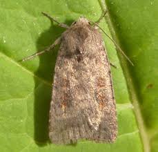 Attēlu rezultāti vaicājumam “Caradrina morpheus”