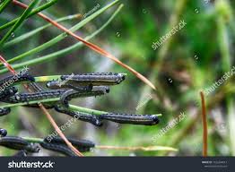 Attēlu rezultāti vaicājumam “Neodiprion sertifer larva”