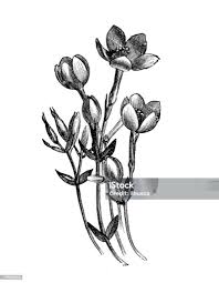 Attēlu rezultāti vaicājumam “Centaurium erythraea bud”