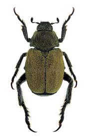 Attēlu rezultāti vaicājumam “Hoplia graminicola”