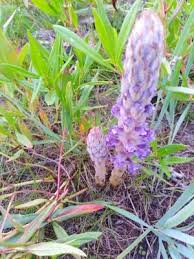 Attēlu rezultāti vaicājumam “Orobanche coerulescens bud”