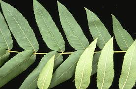 Attēlu rezultāti vaicājumam “Juglans x sinensis leaf”