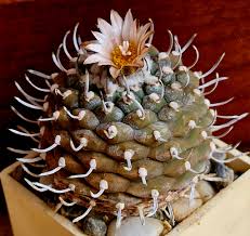 Attēlu rezultāti vaicājumam “Diderma testaceum sessile”