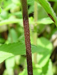 Attēlu rezultāti vaicājumam “Stemonitis herbatica stalked”