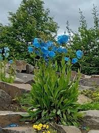 Image result for Scheinmohn blau