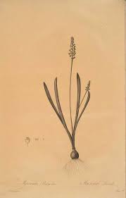 Attēlu rezultāti vaicājumam “Muscari botryoides”