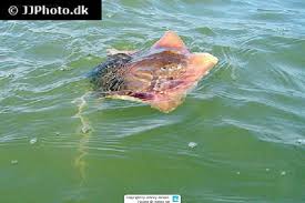 Image result for Hypanus sabinus