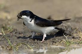 Attēlu rezultāti vaicājumam “Delichon urbicum adult”