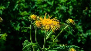 Attēlu rezultāti vaicājumam “Telekia speciosa bud”