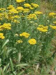 Attēlu rezultāti vaicājumam “Achillea salicifolia leaf”