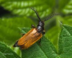 Attēlu rezultāti vaicājumam “Hylecoetus dermestoides female”