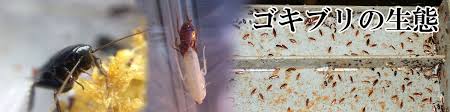 Image result for ゴキブリ報告所