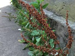 Attēlu rezultāti vaicājumam “Rumex crispus fruit”