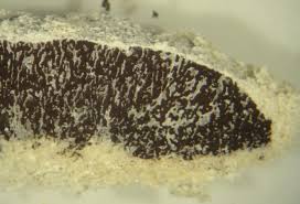 Attēlu rezultāti vaicājumam “Fuligo septica var. candida”