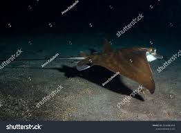 Image result for Aetomylaeus bovinus